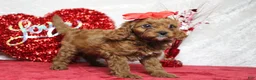 Cavapoo dogs for sale: Rosie - Ad 1