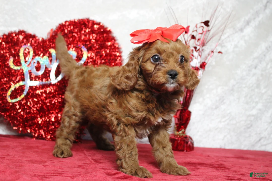 Cavapoo dogs for sale: Rosie - Ad 1