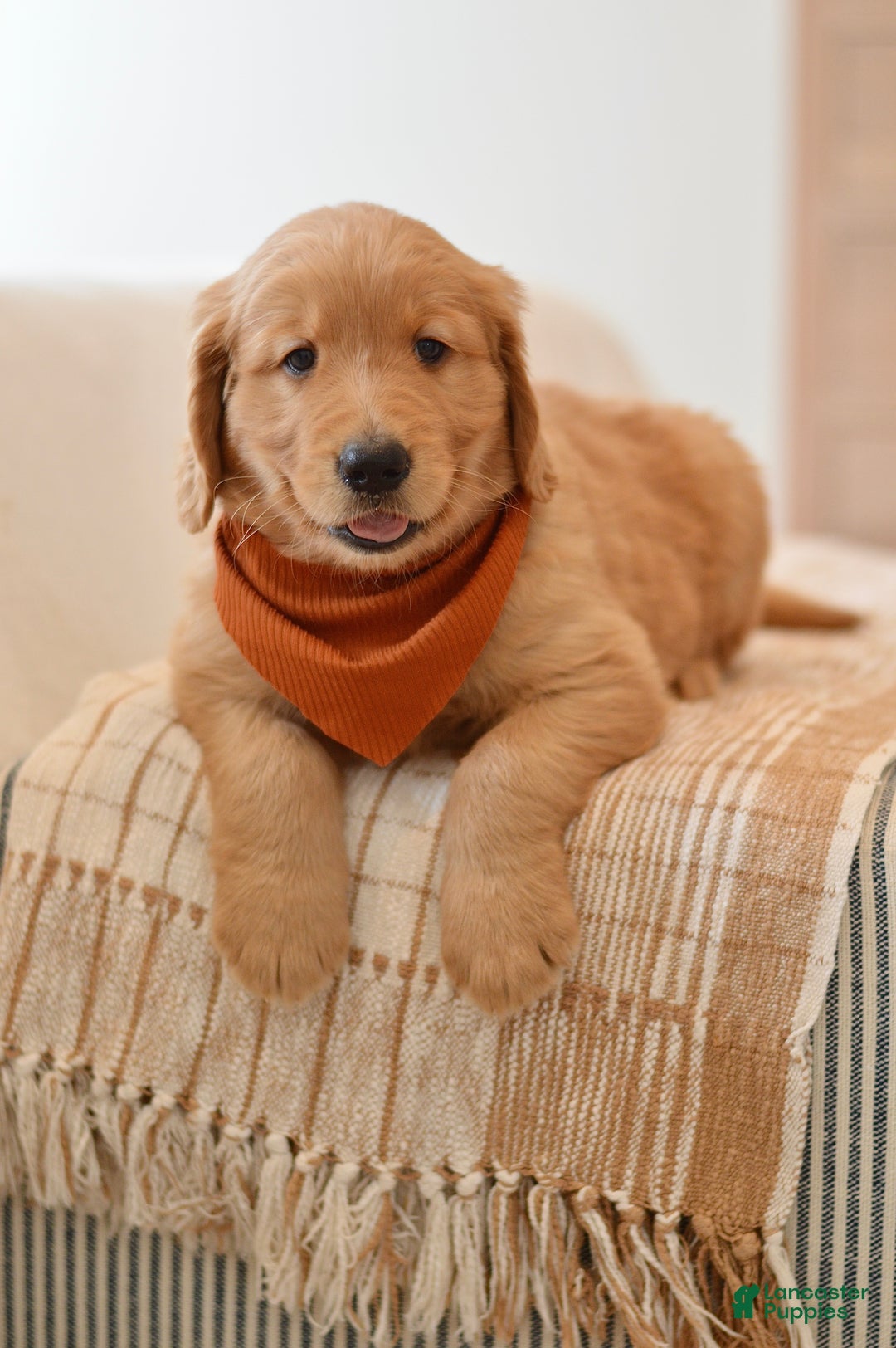 Golden Retriever dogs for sale: Curly - Ad 7