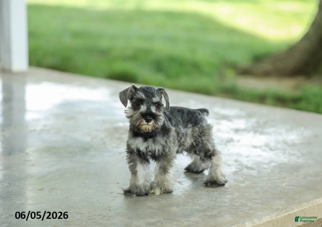 Miniature Schnauzer dogs for sale: Farris - Ad 1