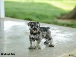 Miniature Schnauzer dogs for sale: Farris - Ad 1