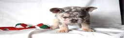 French Bulldog dogs for sale: Tucker - Ad 16