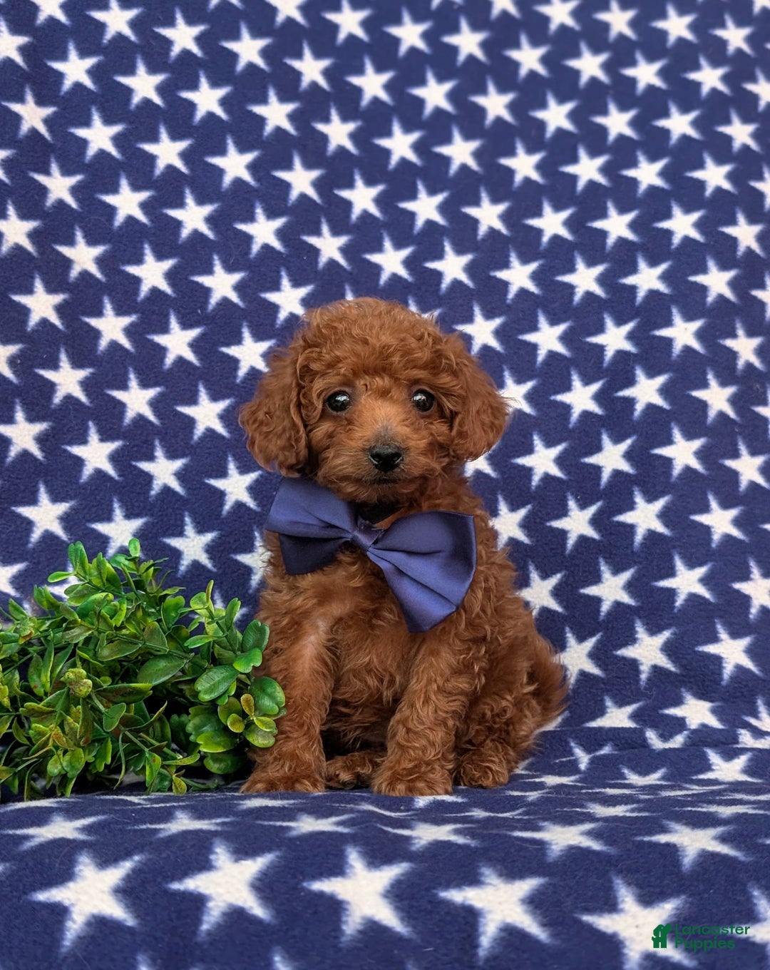 Toy Poodle dogs for sale: Tobias - Ad 2