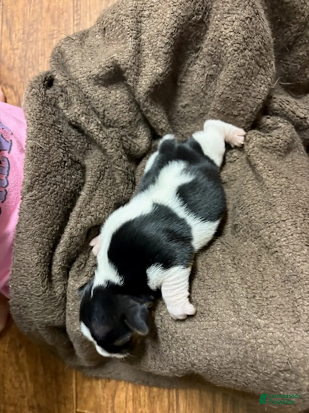 Jack Russell Terrier dogs for sale: Boy 2 - Ad 1