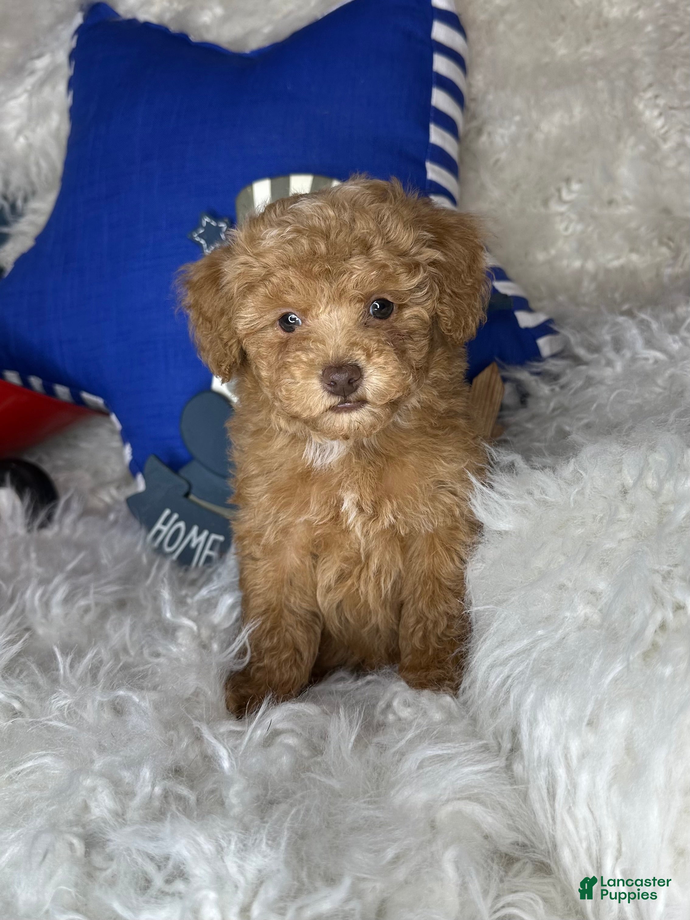 Toy Poodle dogs for sale: Remmy - Ad 2