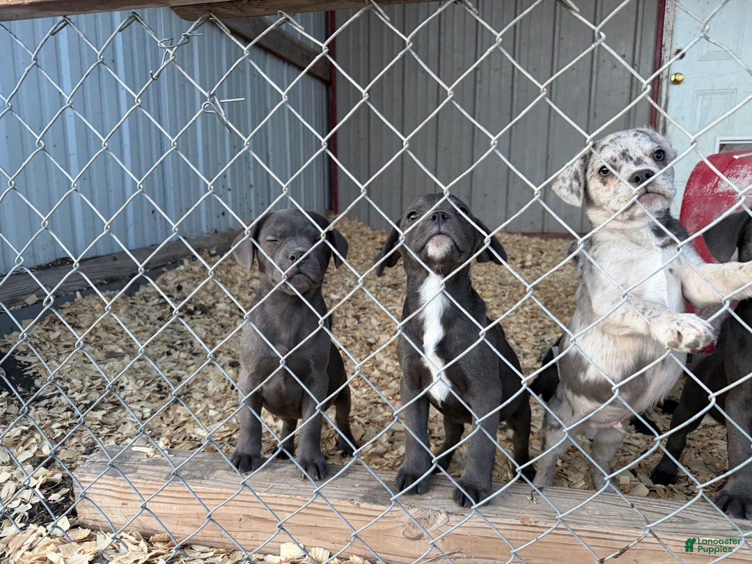 Mixed Breed dogs for sale: Bakunin (Kuni) - Ad 21