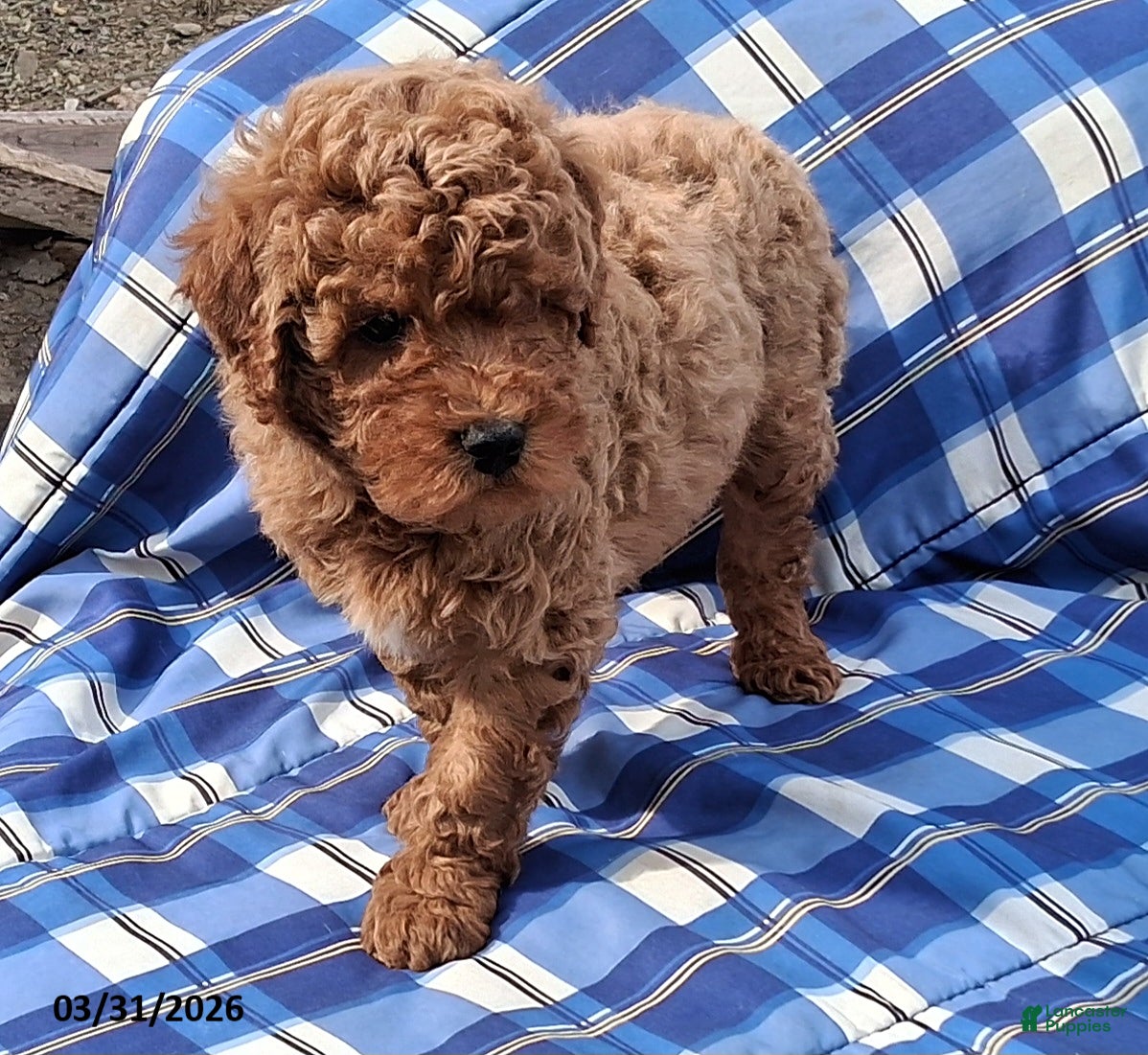 Mini Goldendoodle dogs Hudson - Ad 2