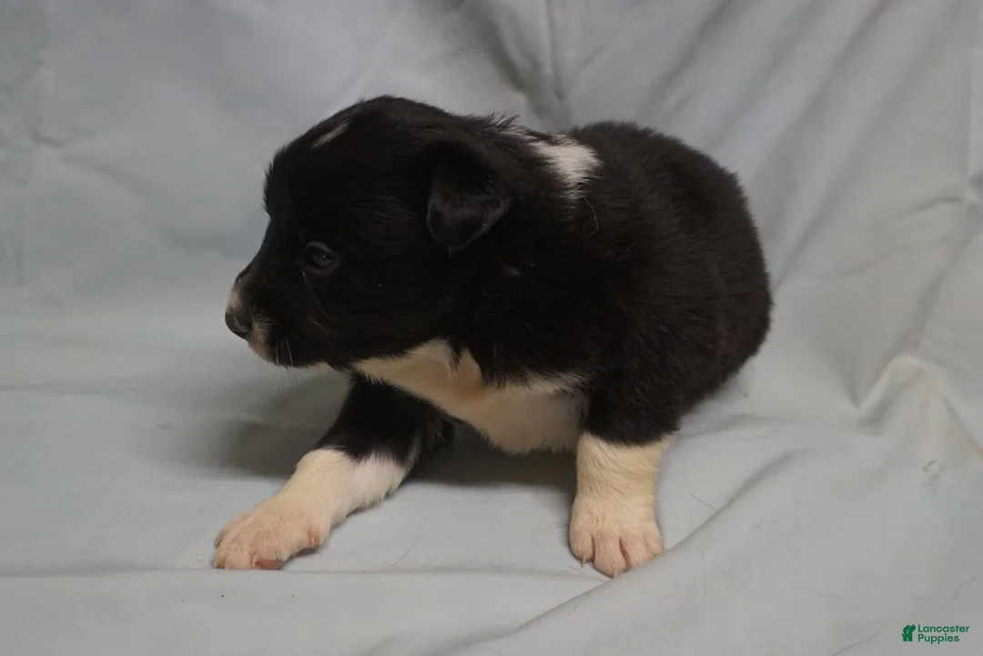 Border Collie dogs for sale: Wanda,  Puppy 1 - Ad 5