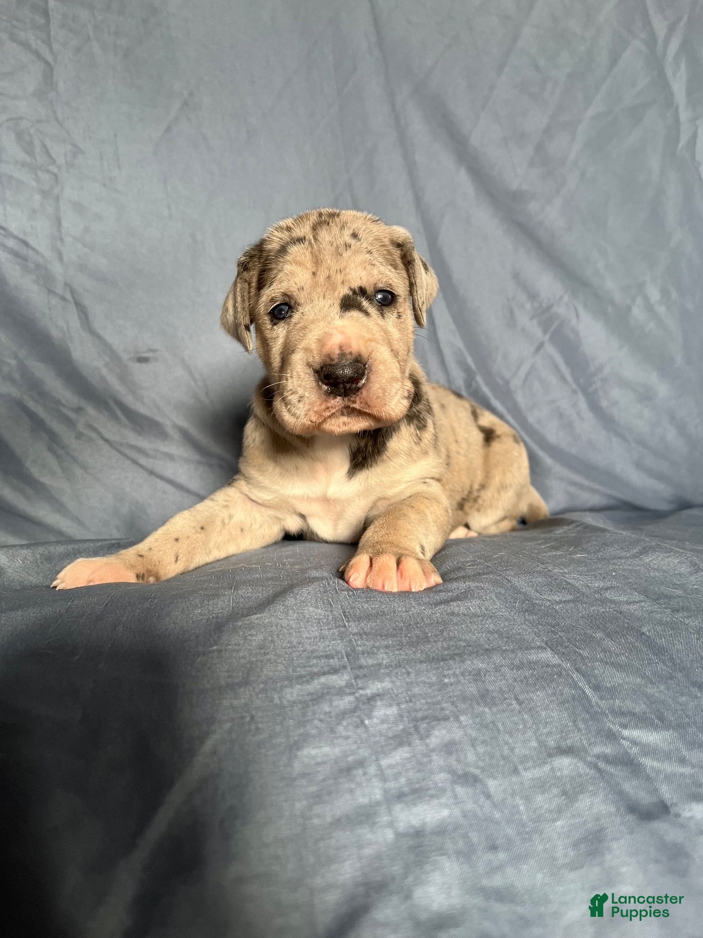 Great Dane dogs Great Dane 3 - Ad 21