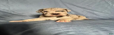 Great Dane 3