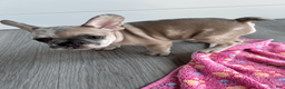 French Bulldog dogs for sale: DHALIA - Ad 6