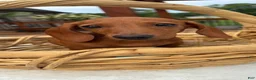 Miniature Dachshund dogs for sale: Bob - Ad 5