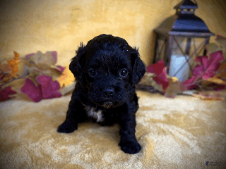 Cockapoo dogs - Ad 20