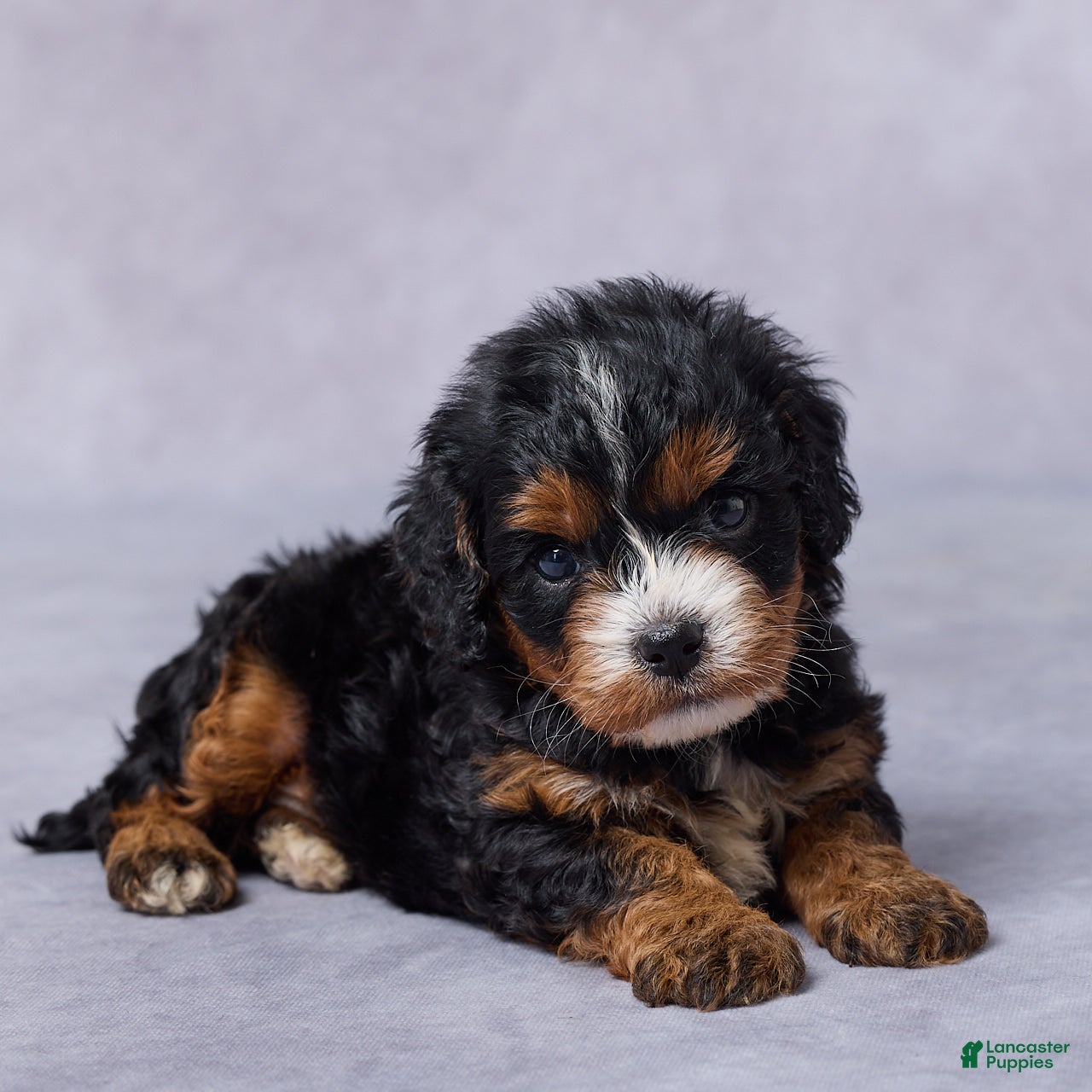 Cavapoo dogs Bailey - Ad 1
