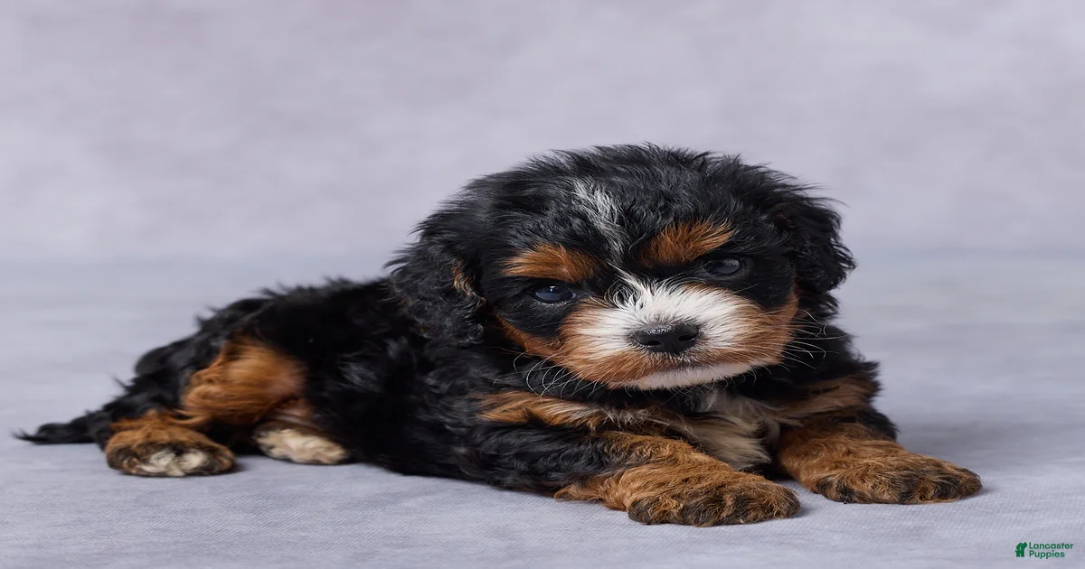 Bailey Cavapoo for sale in Apple Creek | Lancaster Puppies