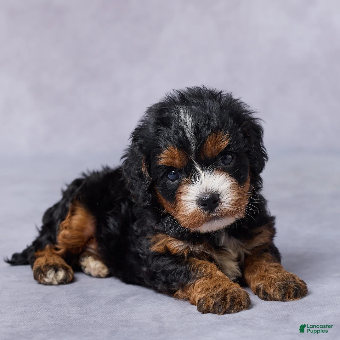 Cavapoo dogs for sale: Bailey - Ad 1