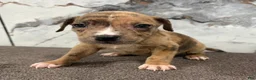 American Bully dogs for sale: AL B SURE - Ad 6