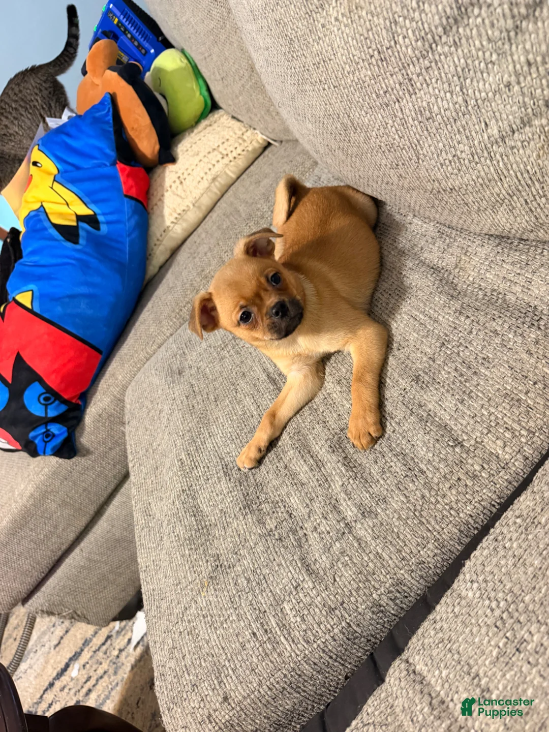 Mixed Breed dogs for sale: Domino - Ad 2