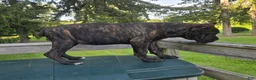 Cane Corso dogs for sale: Sadie - Ad 4