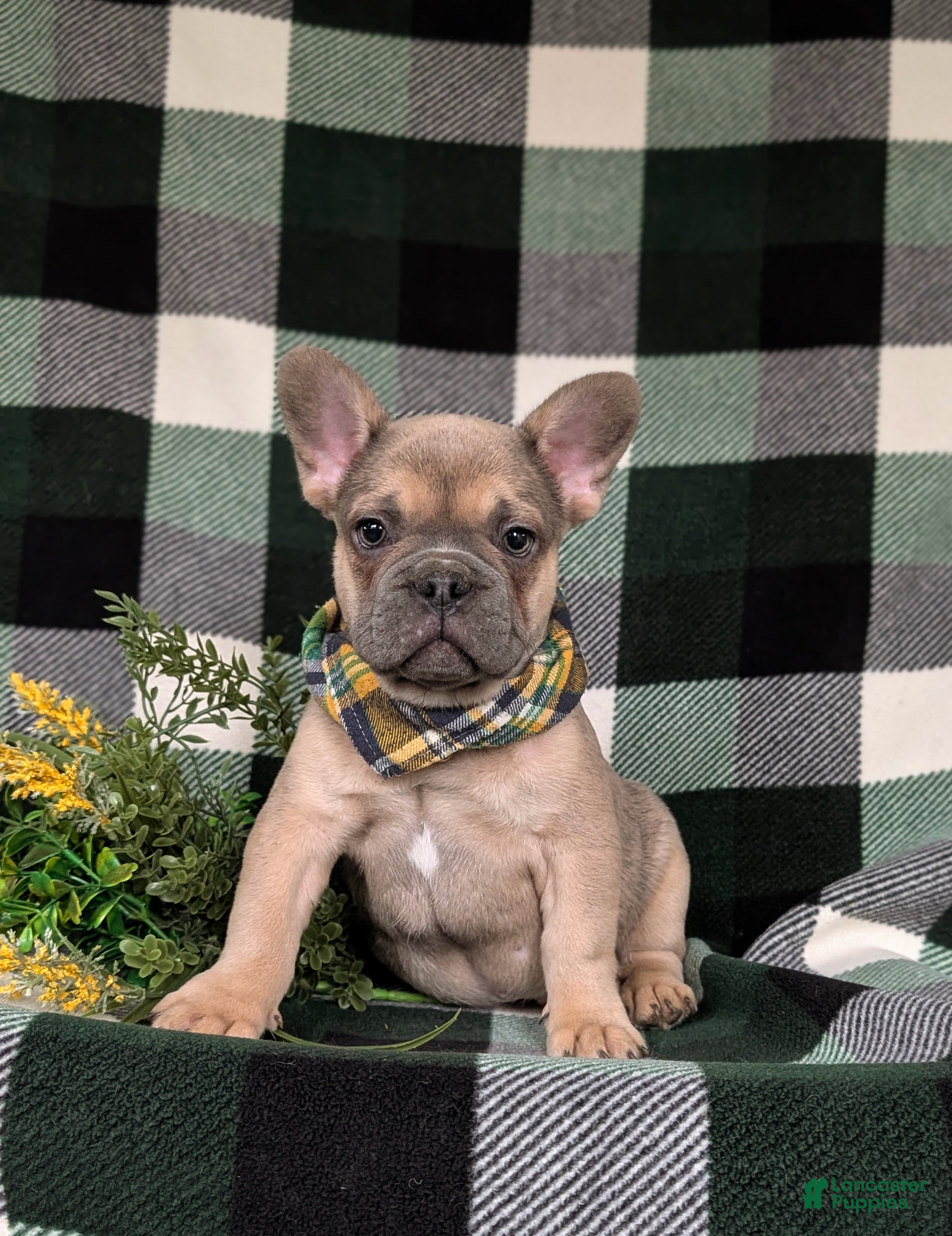 French Bulldog dogs for sale: Dudley - Ad 4