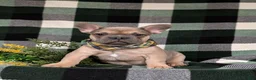 French Bulldog dogs for sale: Dudley - Ad 1