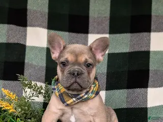 French Bulldog dogs for sale: Dudley - Ad 4