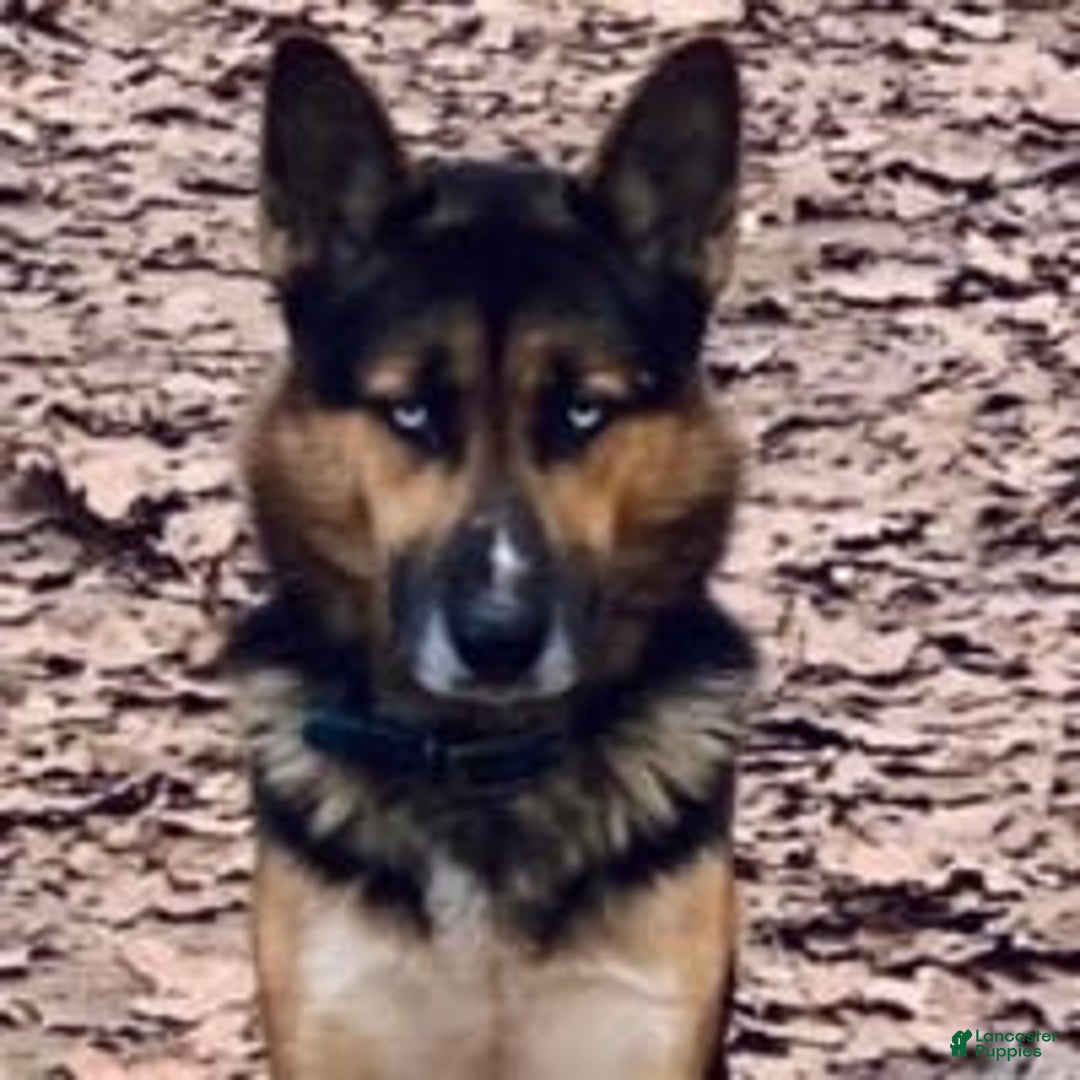 Gallery Image {{count}}