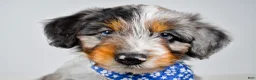 Aussiedoodle dogs for sale: Max - Ad 3