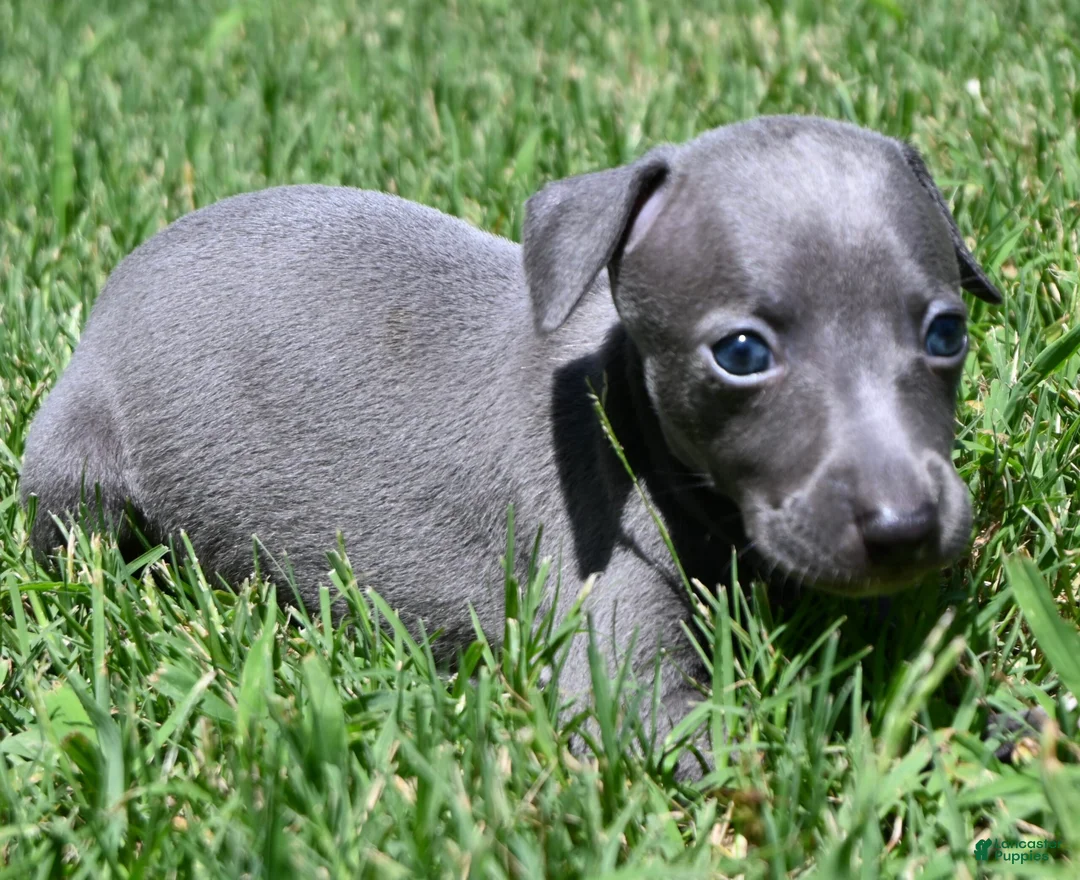 Italian Greyhound dogs for sale: Maple - Ad 2