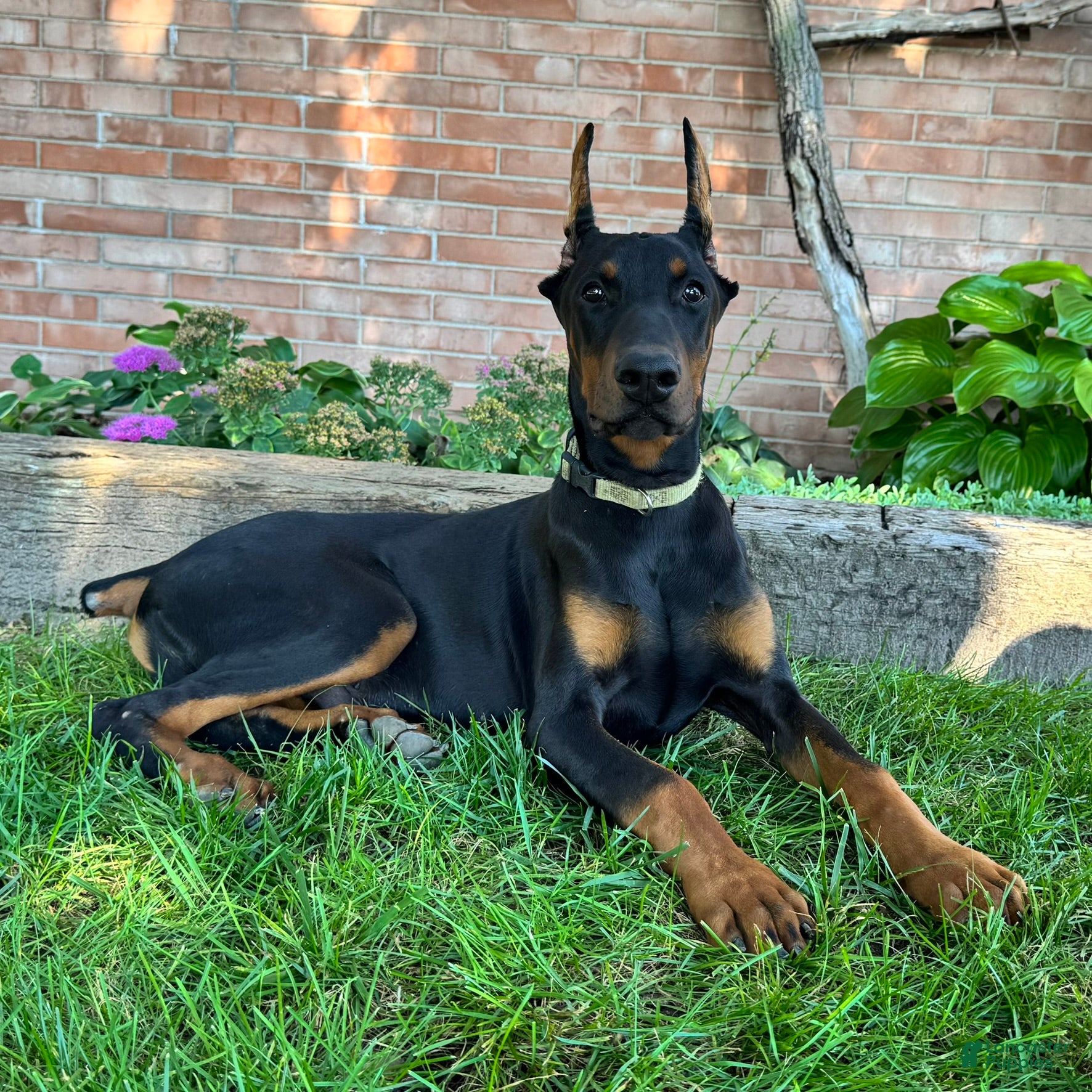 Doberman Pinscher dogs Zorro - Ad 1