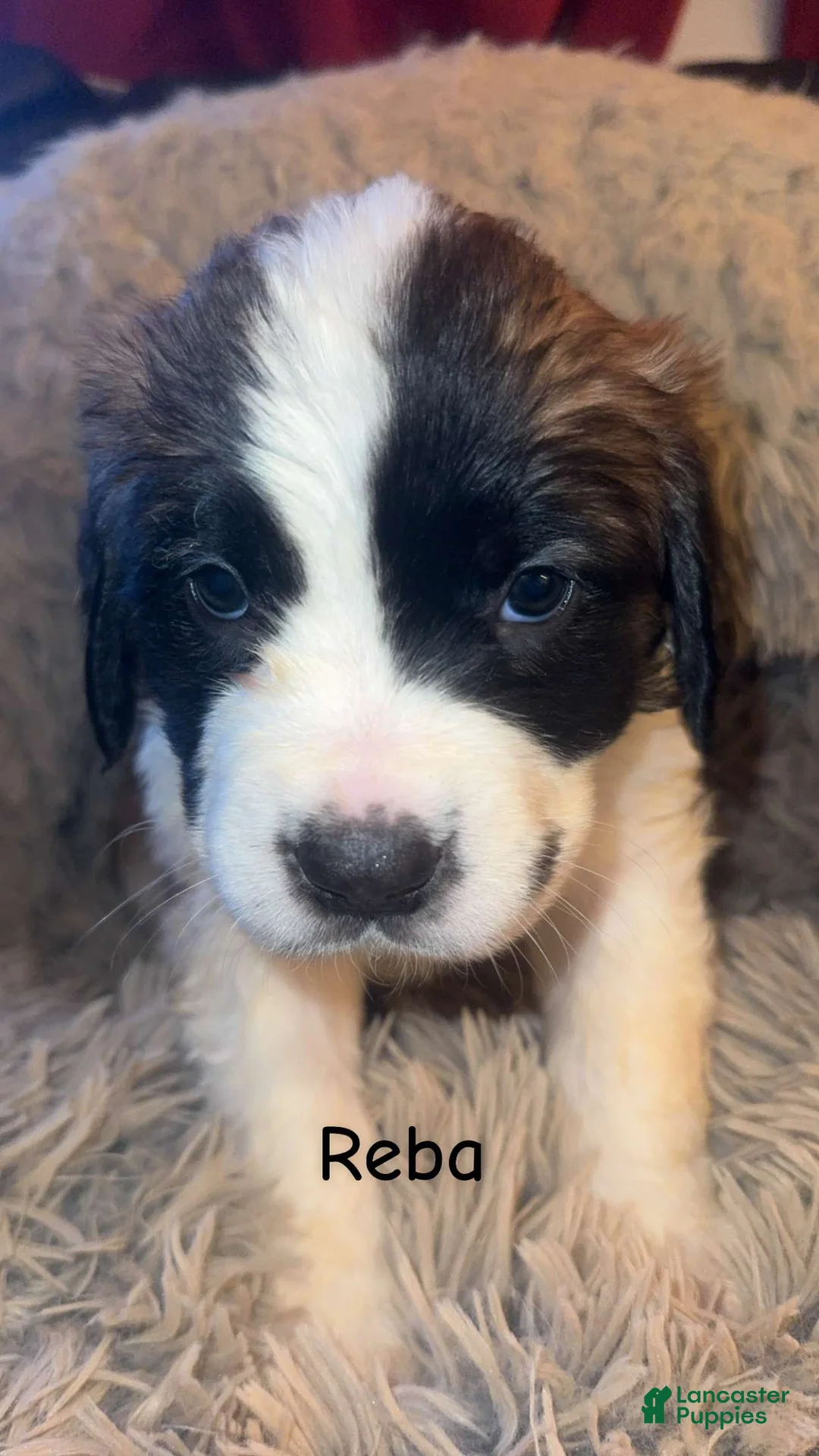 Saint Bernard dogs for sale: Reba - Ad 1