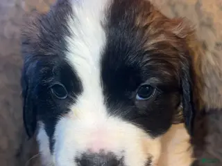 Saint Bernard dogs Reba - Ad 16