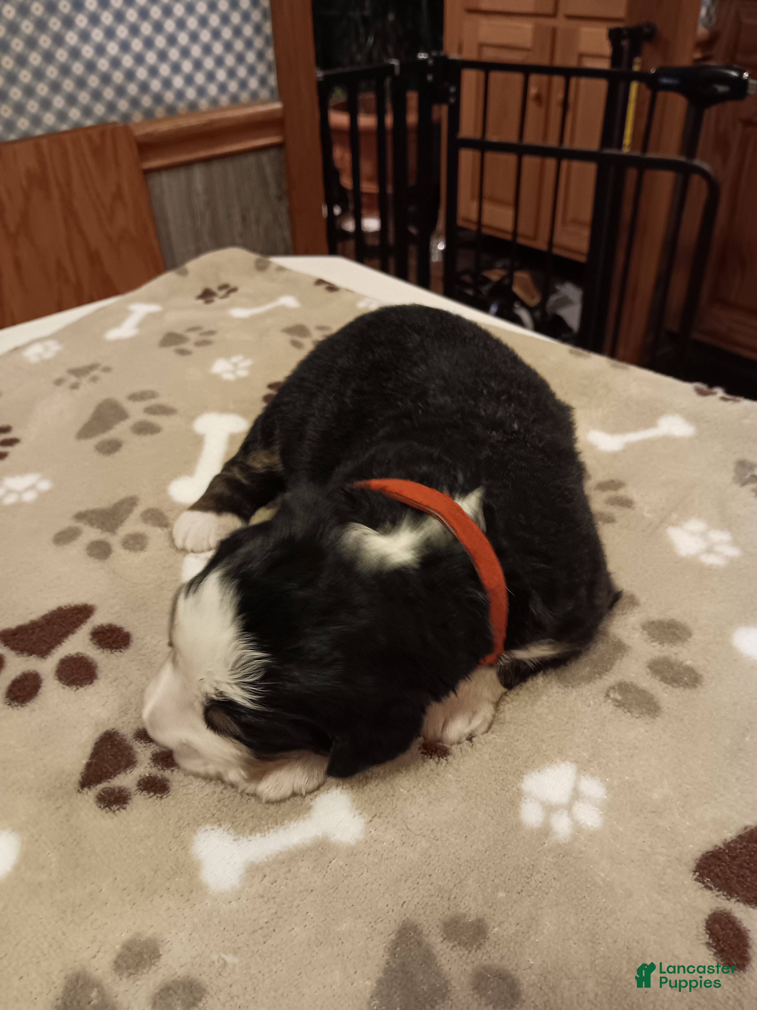 Bernese Mountain Dog dogs Scout - male - Red Collar - Ad 1