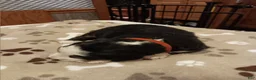 Bernese Mountain Dog dogs for sale: Scout - male - Red Collar - Ad 1