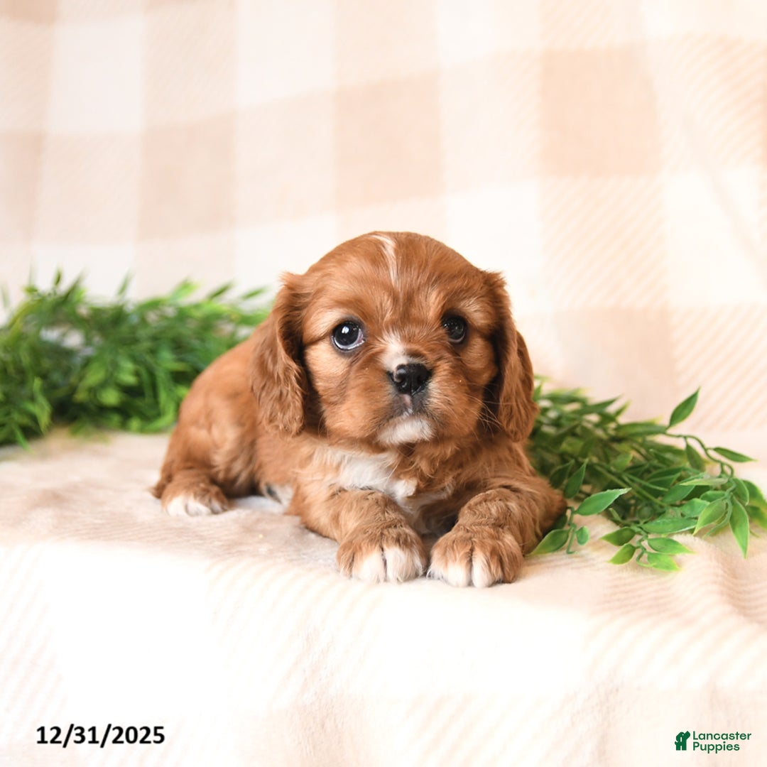 Cavalier King Charles Spaniel dogs for sale: Scarlet - Ad 2