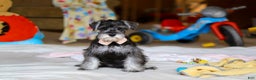 Miniature Schnauzer dogs for sale: Charity - Ad 4