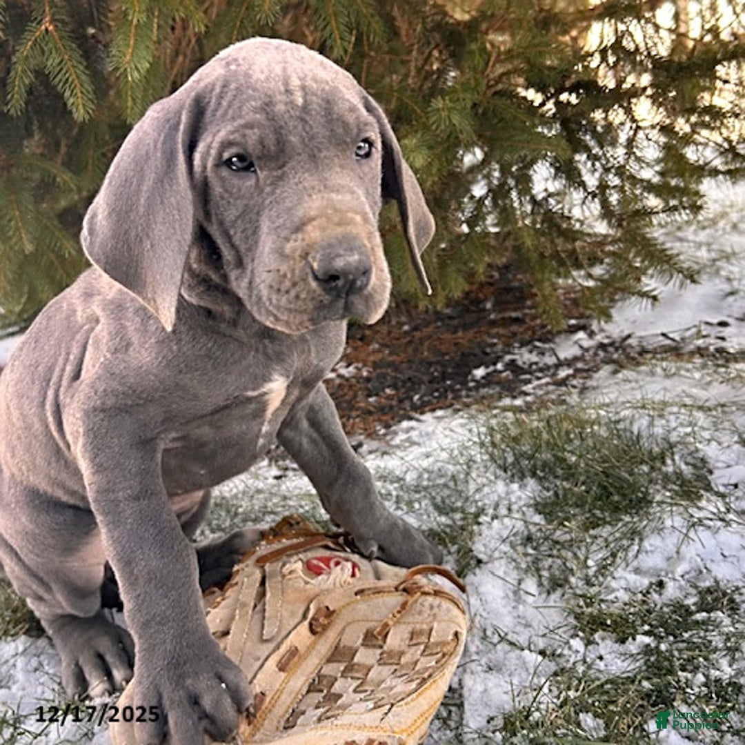 Great Dane dogs for sale: Stormy - Ad 3