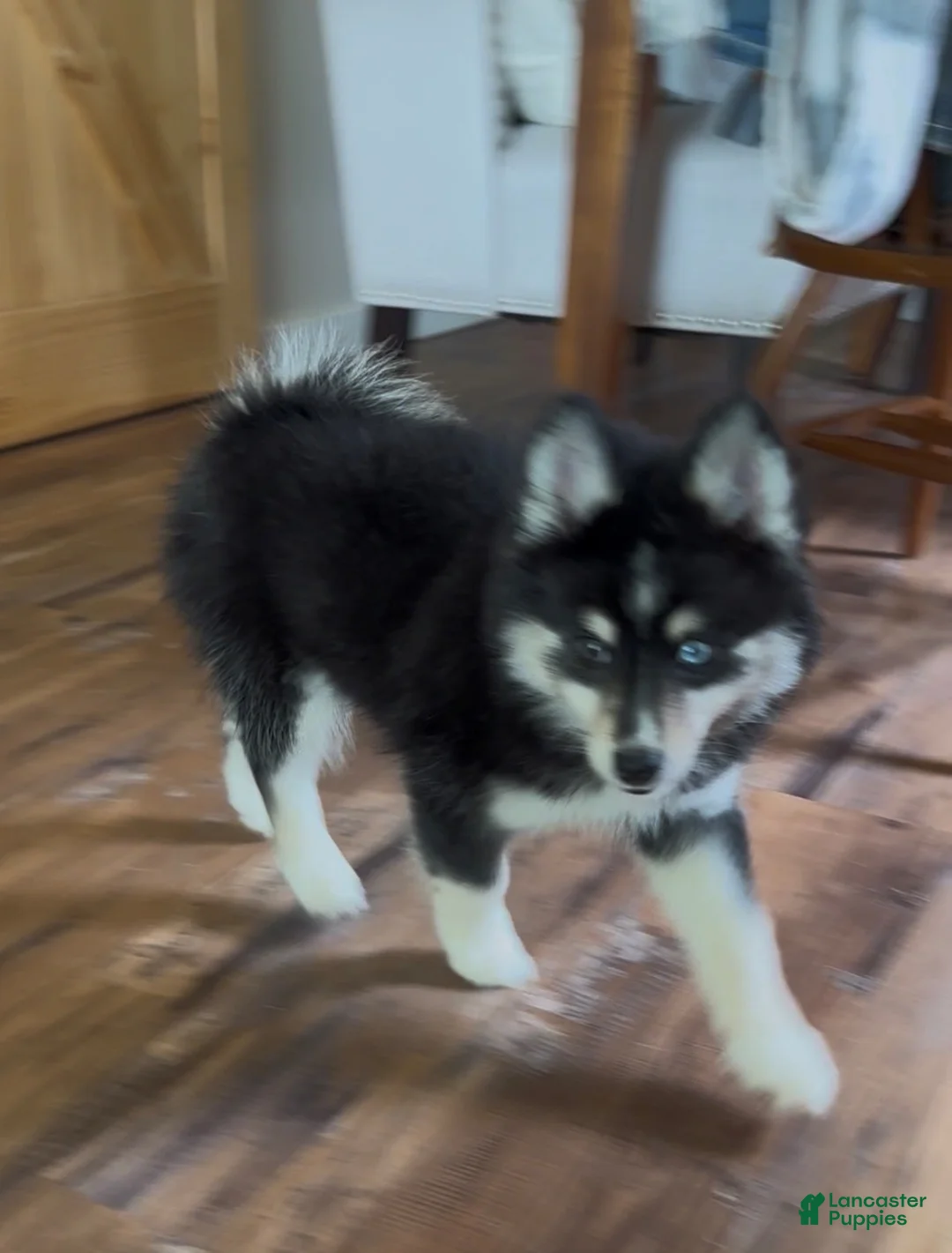 Pomsky dogs for sale: Nessa - Ad 2