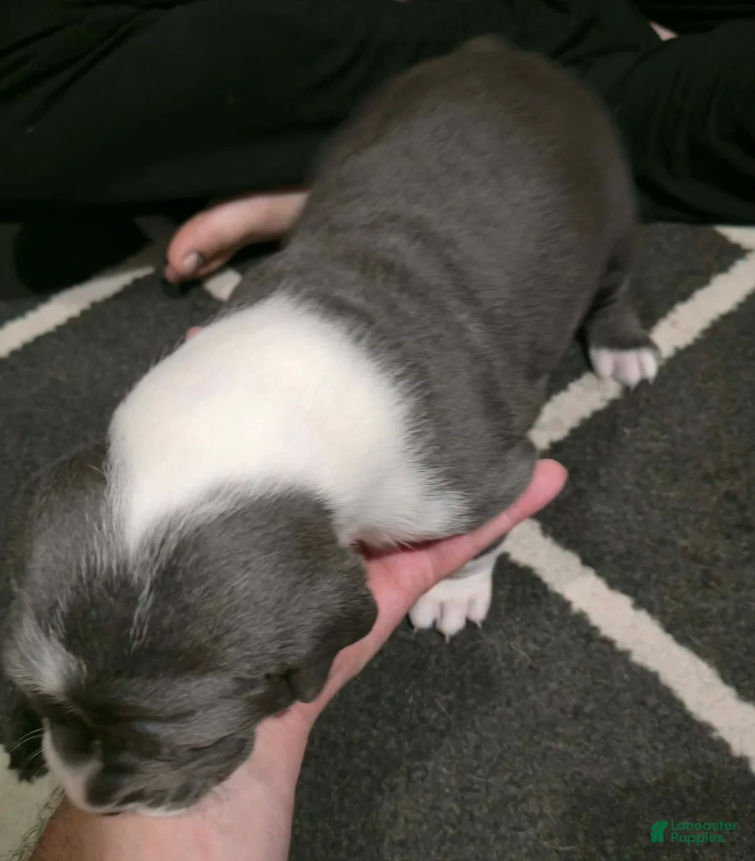 Cane Corso dogs for sale: Gunner - Ad 2