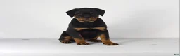 Rottweiler dogs for sale: Rottweiler Puppy 5 - Ad 3