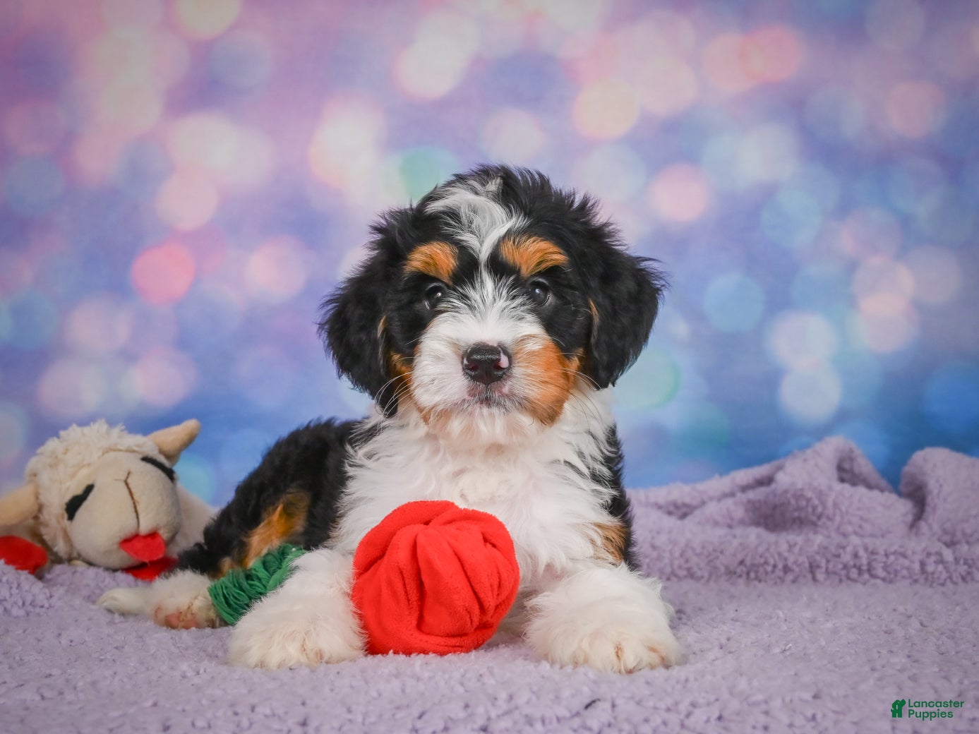 Mini Bernedoodle dogs Sasha - Ad 2