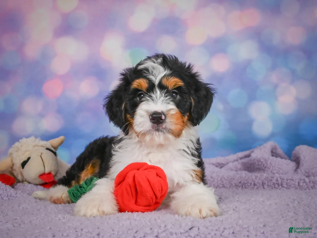Mini Bernedoodle dogs for sale: Sasha - Ad 2
