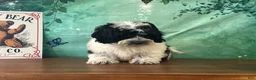Teddy Bear dogs for sale: Willie - Ad 3