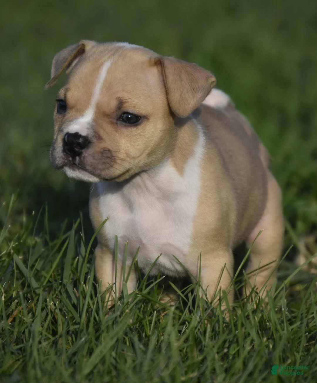American Bully dogs for sale: American Bully 7 - Ad 2