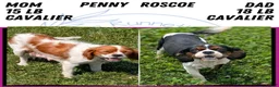 Cavalier King Charles Spaniel dogs for sale: Lady - Ad 12