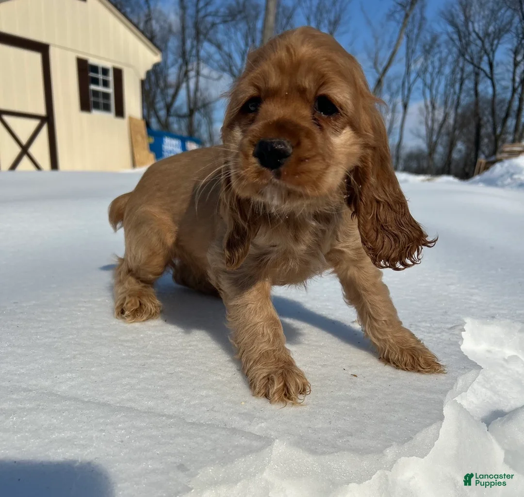 Cocker Spaniel dogs for sale: Avery - Ad 3