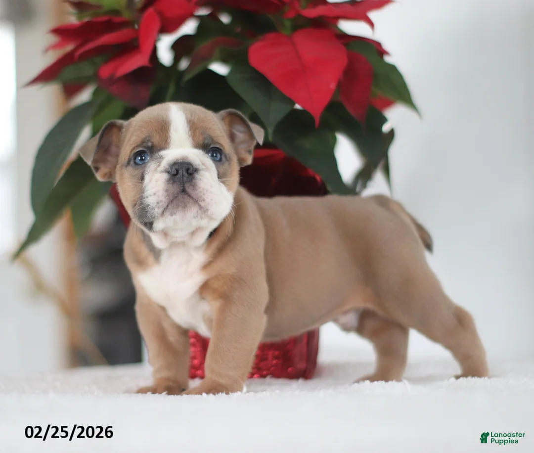 English Bulldog dogs for sale: Rusty - Ad 1