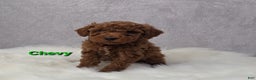 Miniature Poodle dogs for sale: Chevy - Ad 3