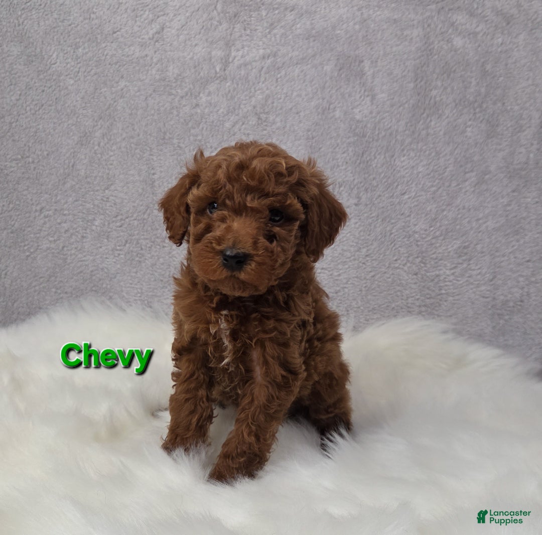 Miniature Poodle dogs for sale: Chevy - Ad 3