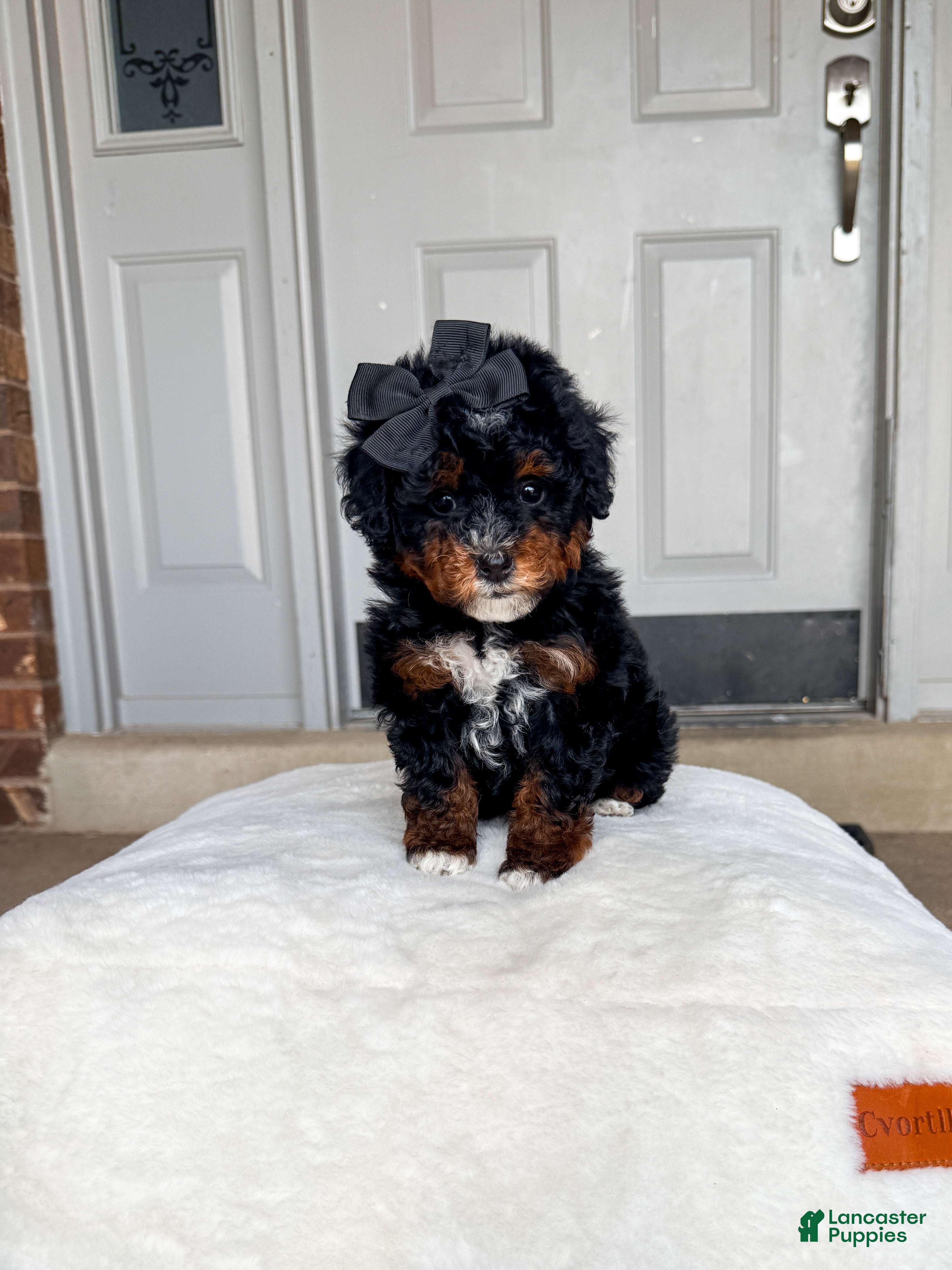 Bernedoodle dogs Sneezy - Ad 19